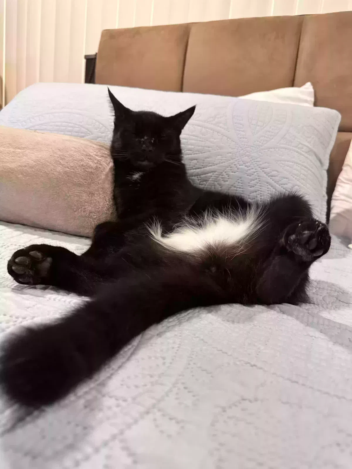 Lost cat in Boca Raton, FL, 33487