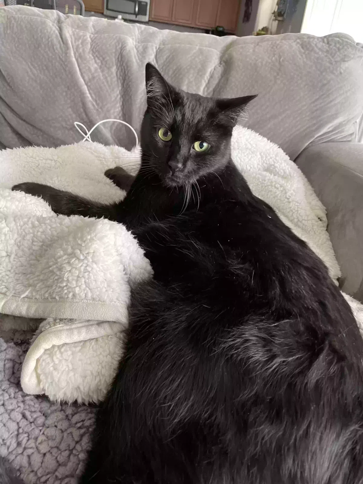 Lost cat in Albuquerque, NM, 87120