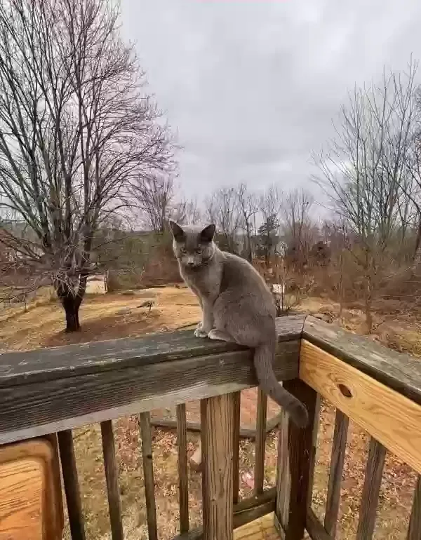 Lost cat in Jewett City, CT, 6351