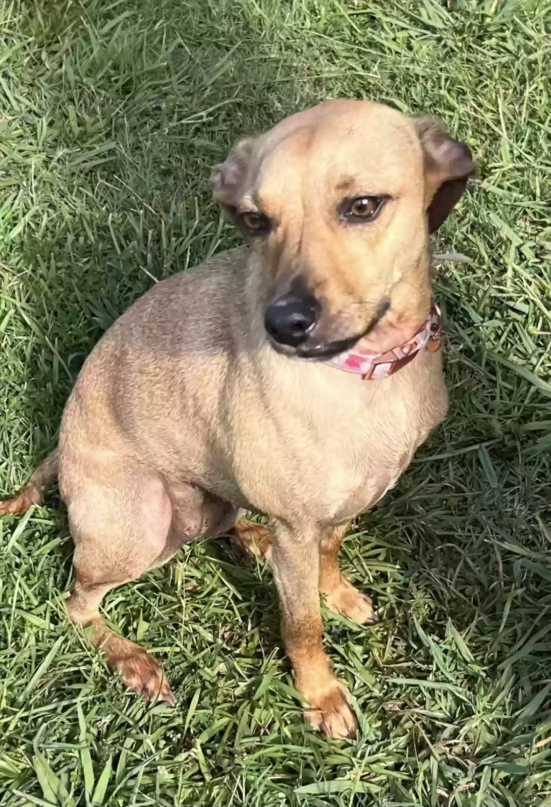 Lost dog in Charlotte, NC, 28202