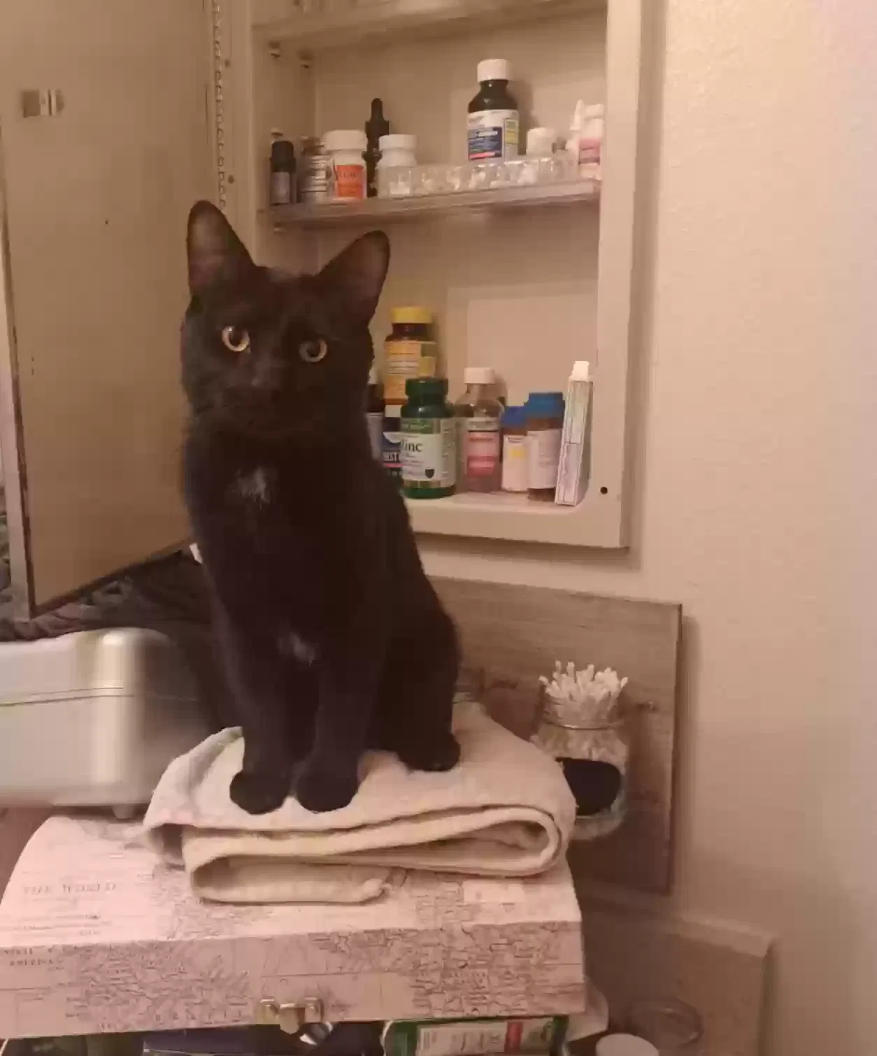Lost cat in Morristown, AZ, 85342