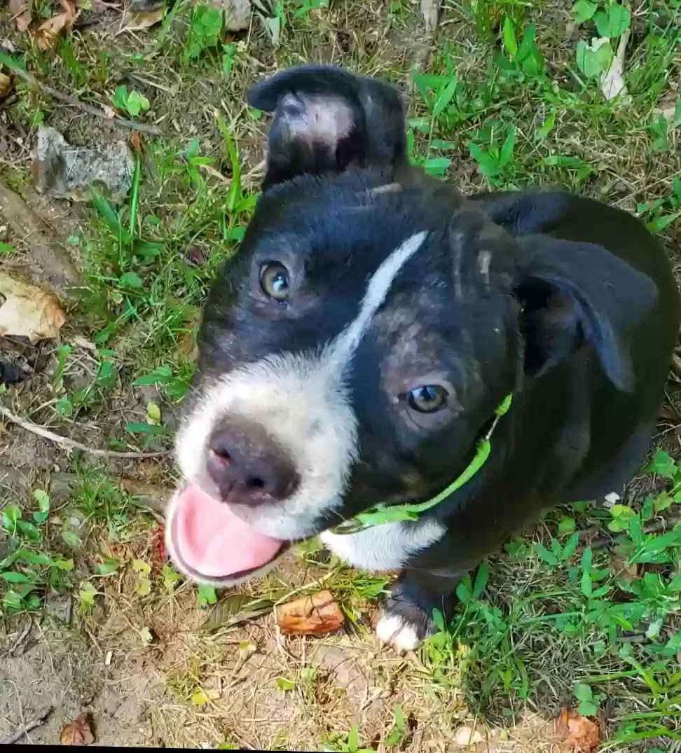 Lost dog in Greenville, SC, 29617