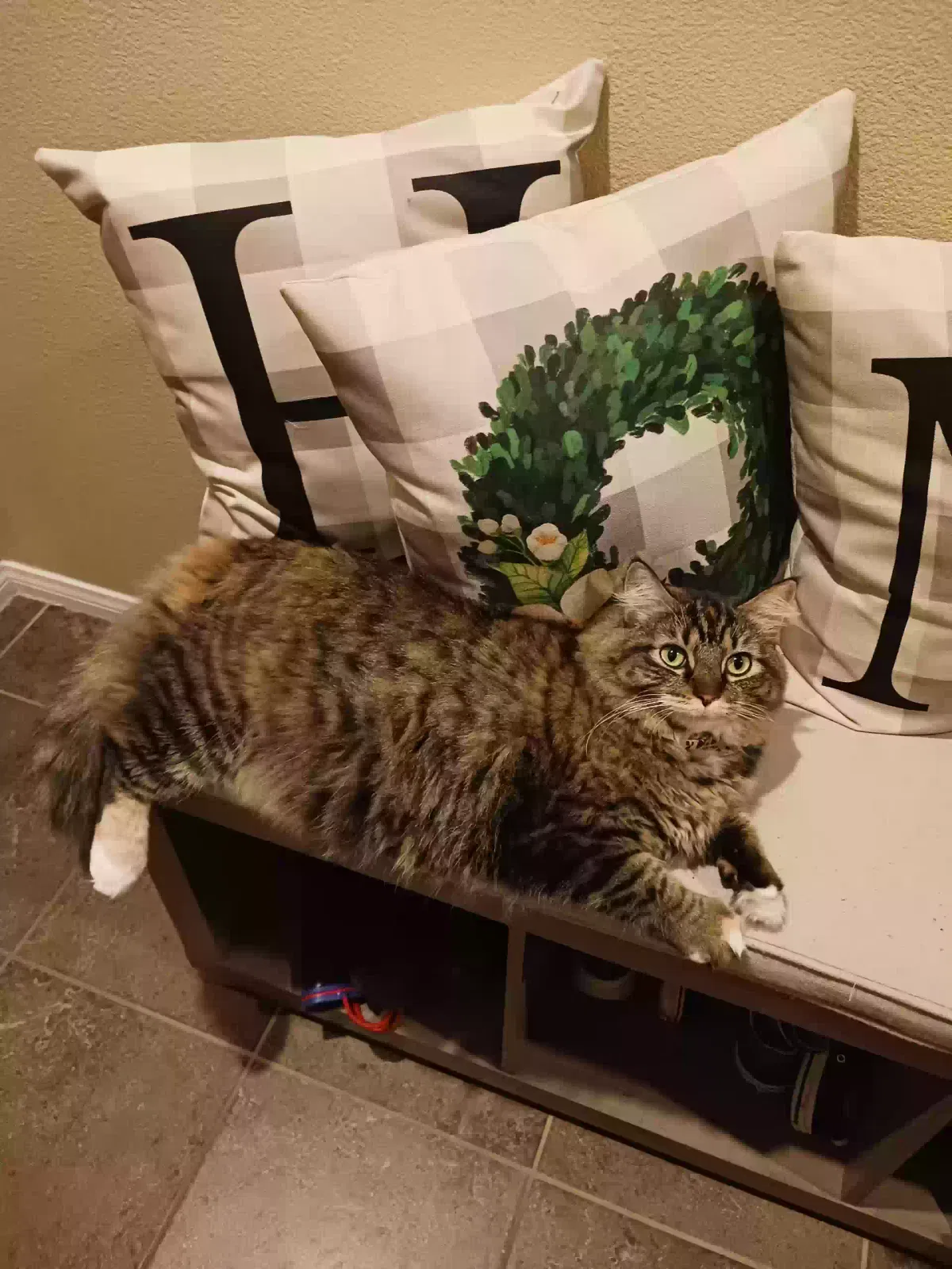 Lost cat in Sun City, CA, 92585