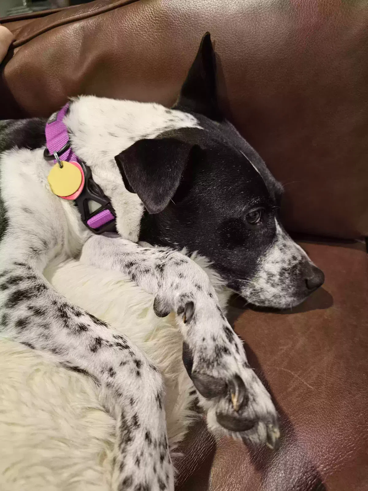 Lost dog in Semmes, AL, 36575