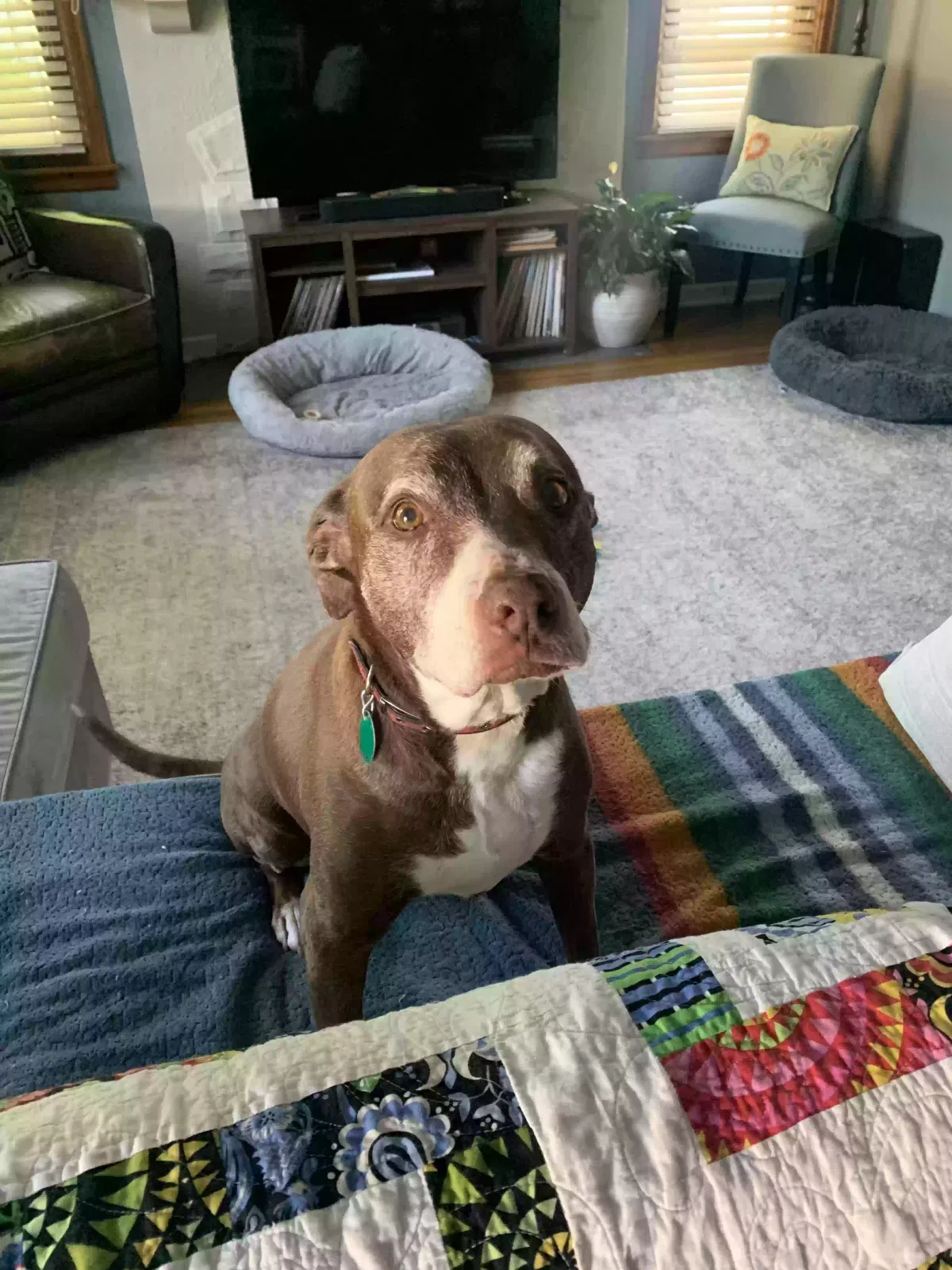 Lost dog in Dayton, OH, 45419