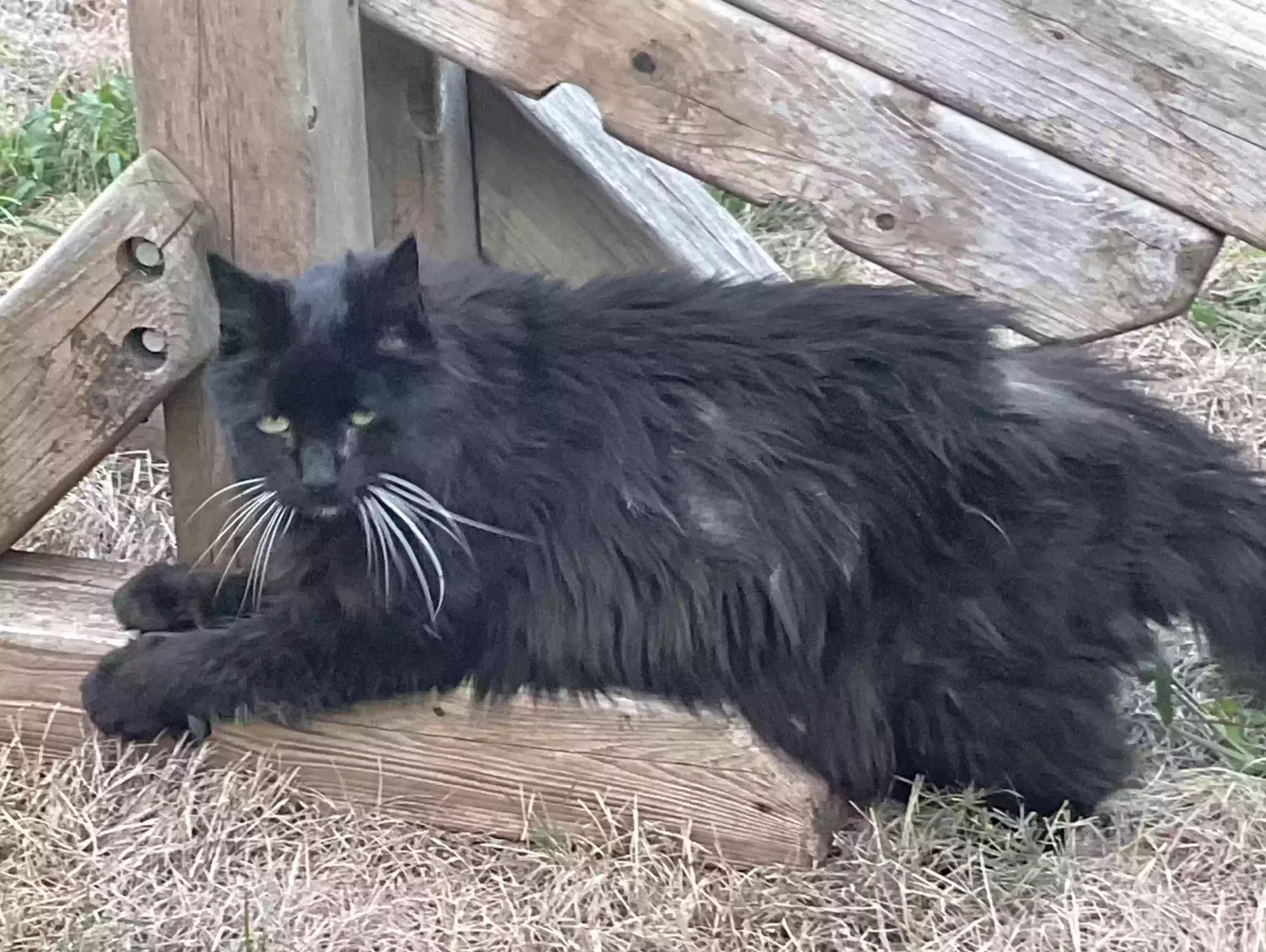 Lost cat in Woburn, MA, 1801