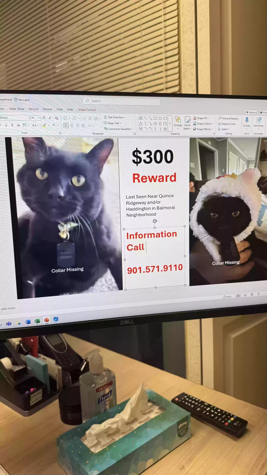 Lost cat in Memphis, TN, 38119