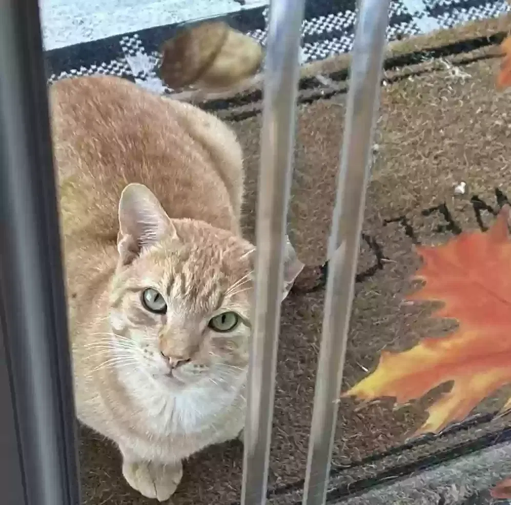 Lost cat in New Providence, PA, 17560