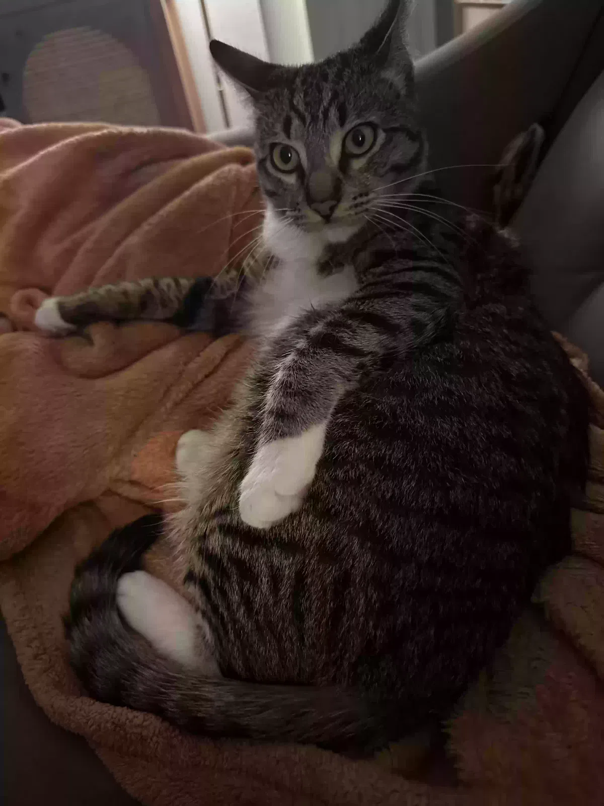 Lost cat in Novato, CA, 94949