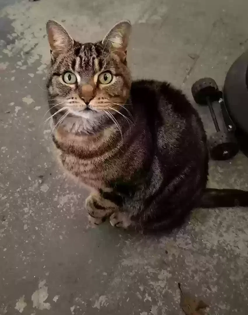Lost cat in Buford, GA, 30519