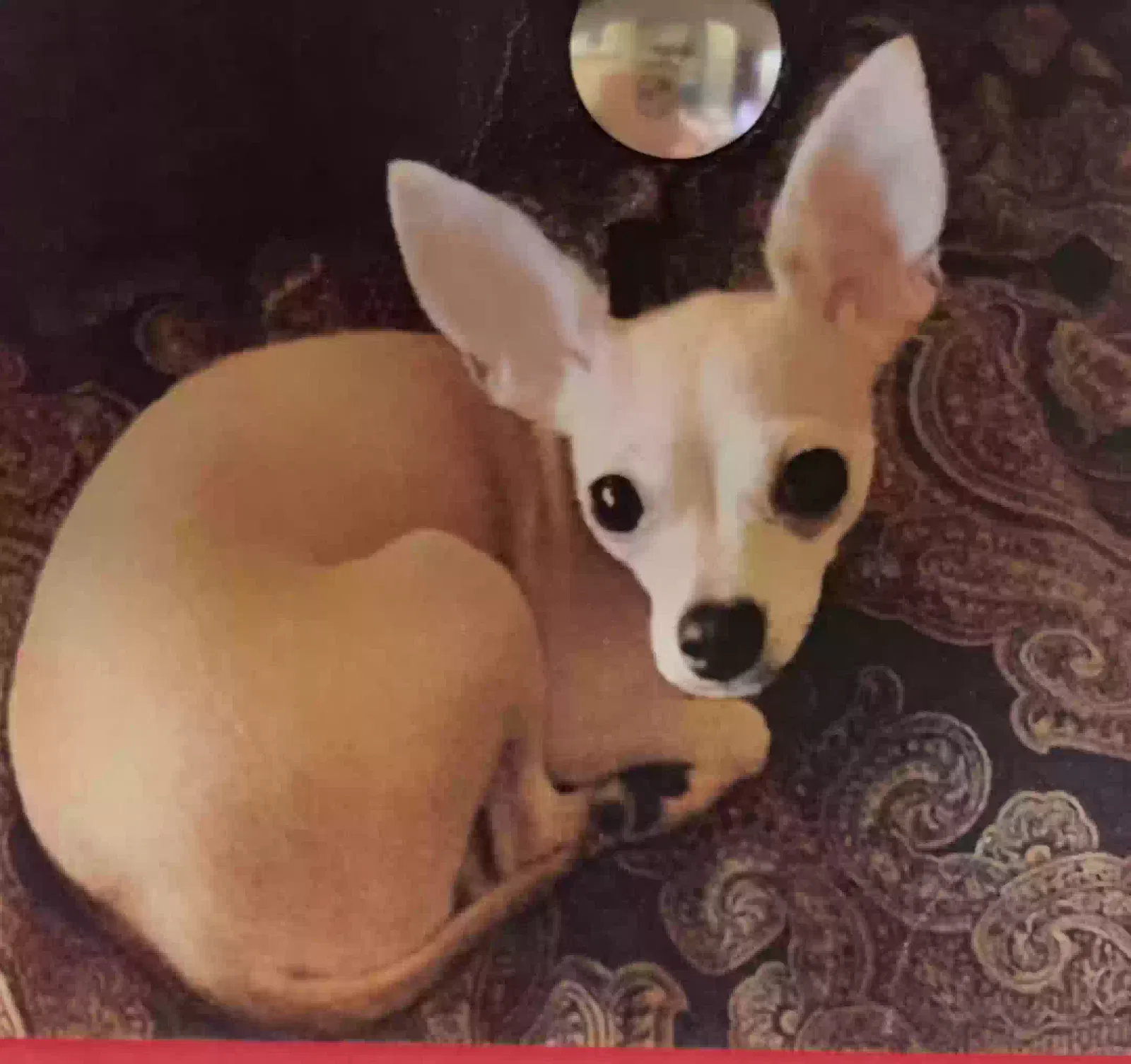 Lost dog in Homestead, FL, 33034