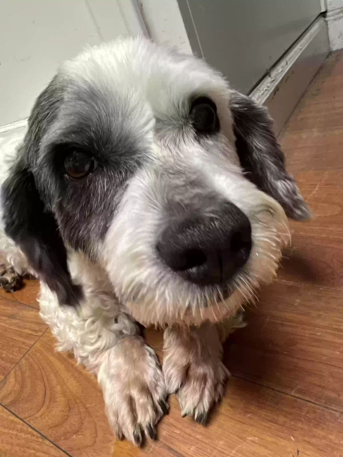 Lost dog in Hayward, CA, 94544