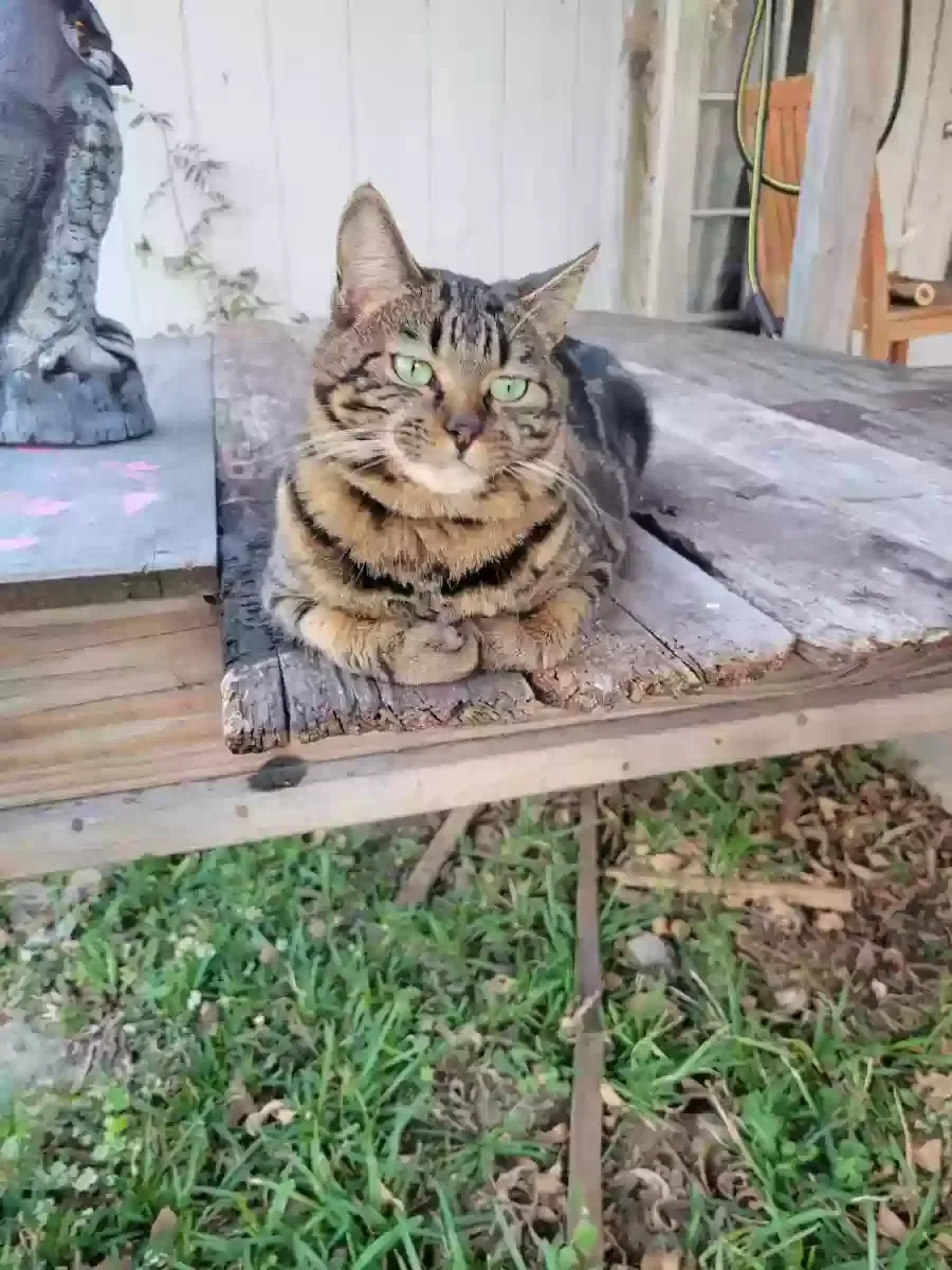 Lost cat in Round Rock, TX, 78665