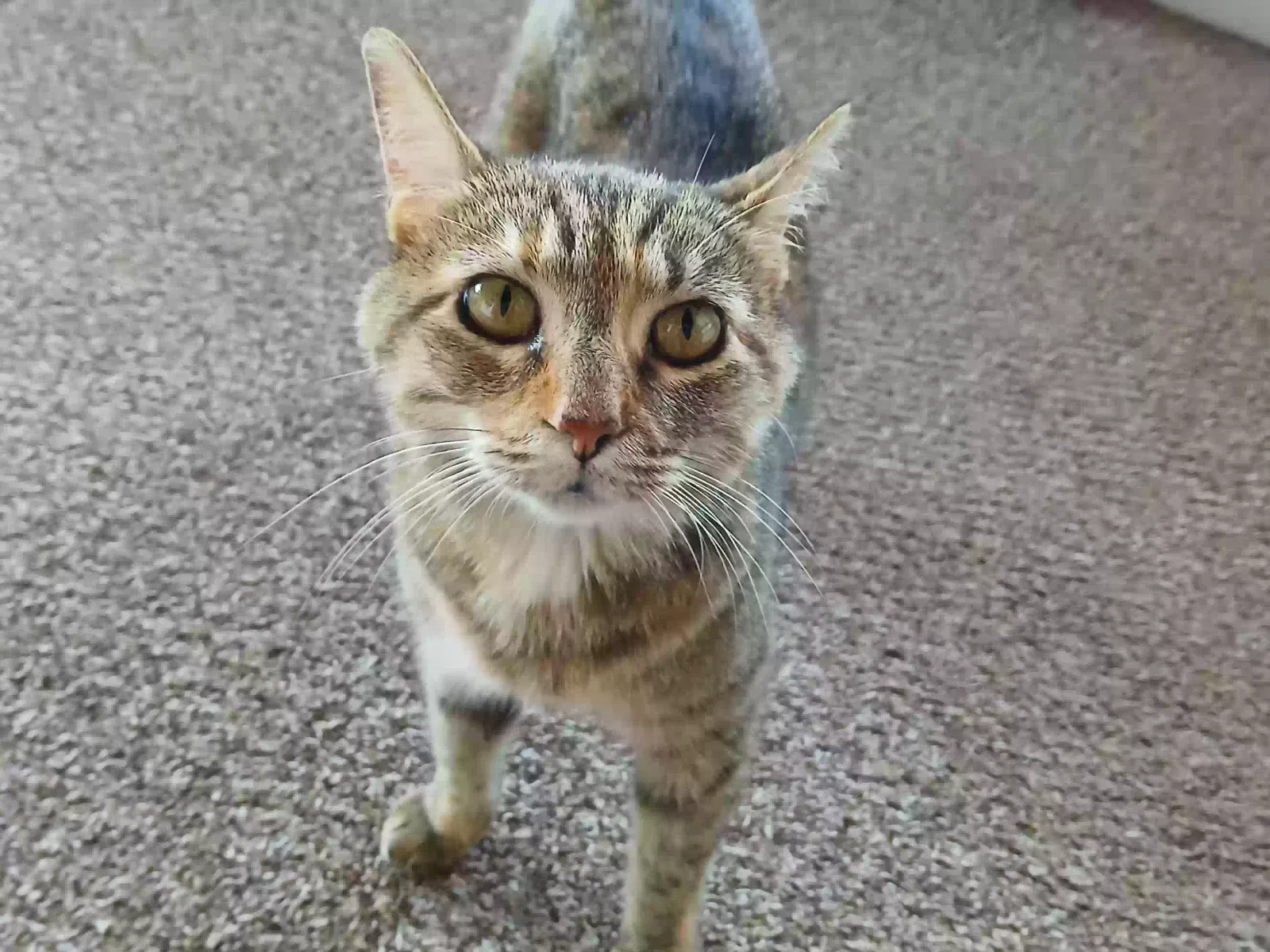 Found cat in Mulkeytown, IL, 62865