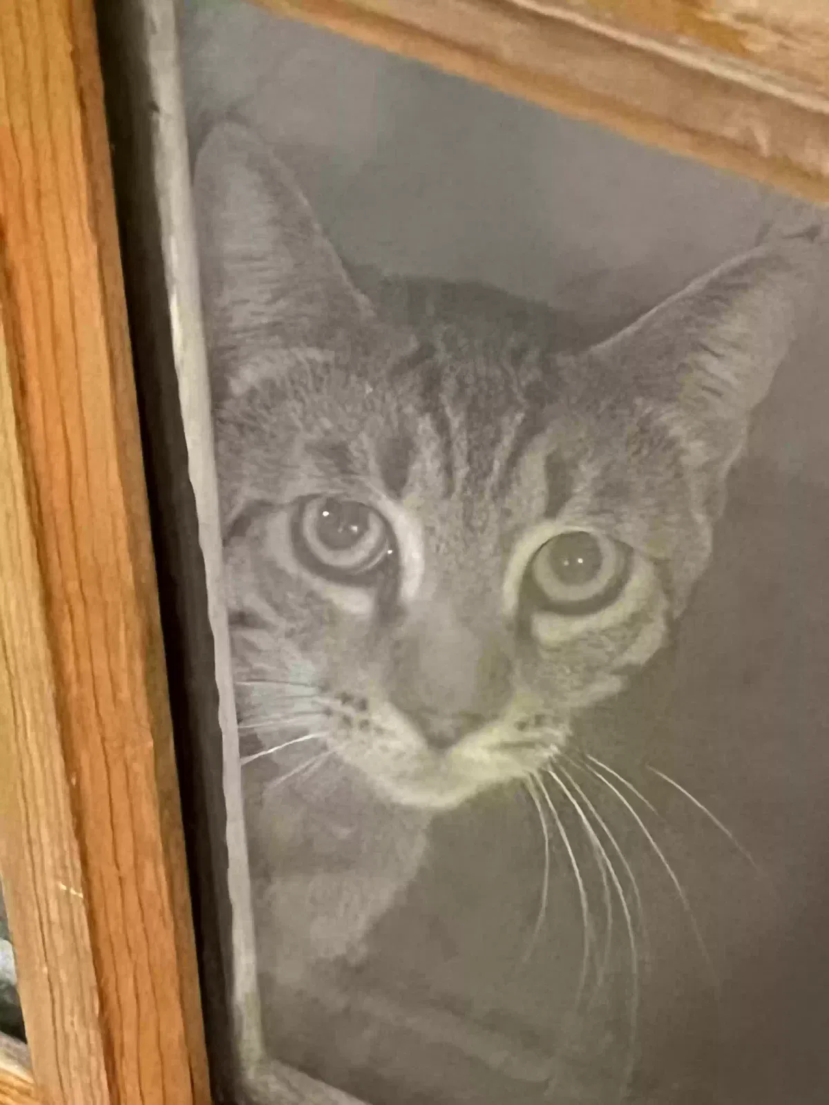 Lost cat in Ontario, CA, 91762