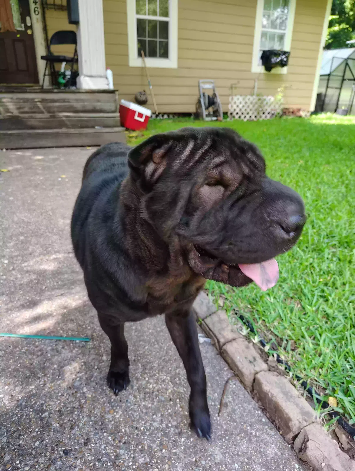 Lost dog in Shreveport, LA, 71101