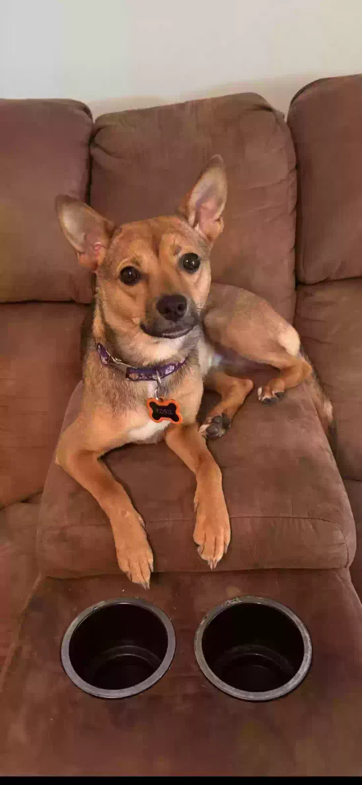 Lost dog in Rome, GA, 30165