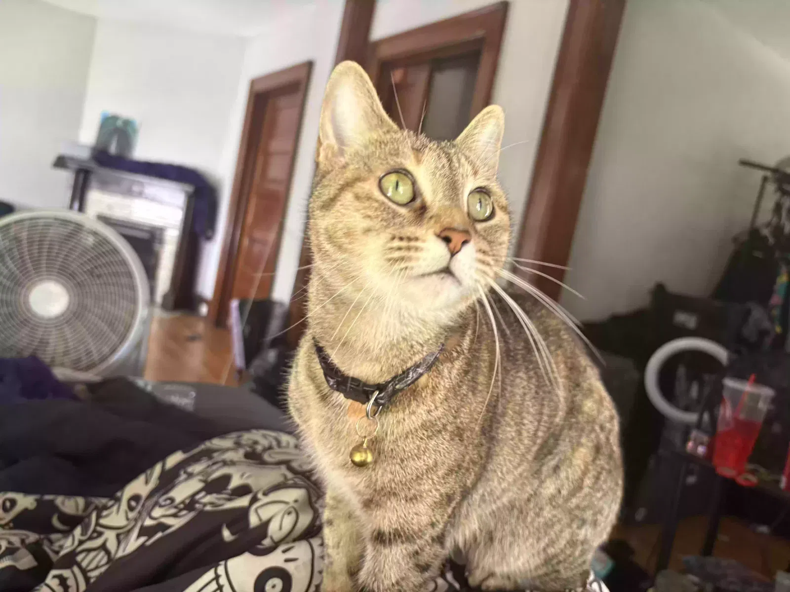 Lost cat in Buffalo, NY, 14208
