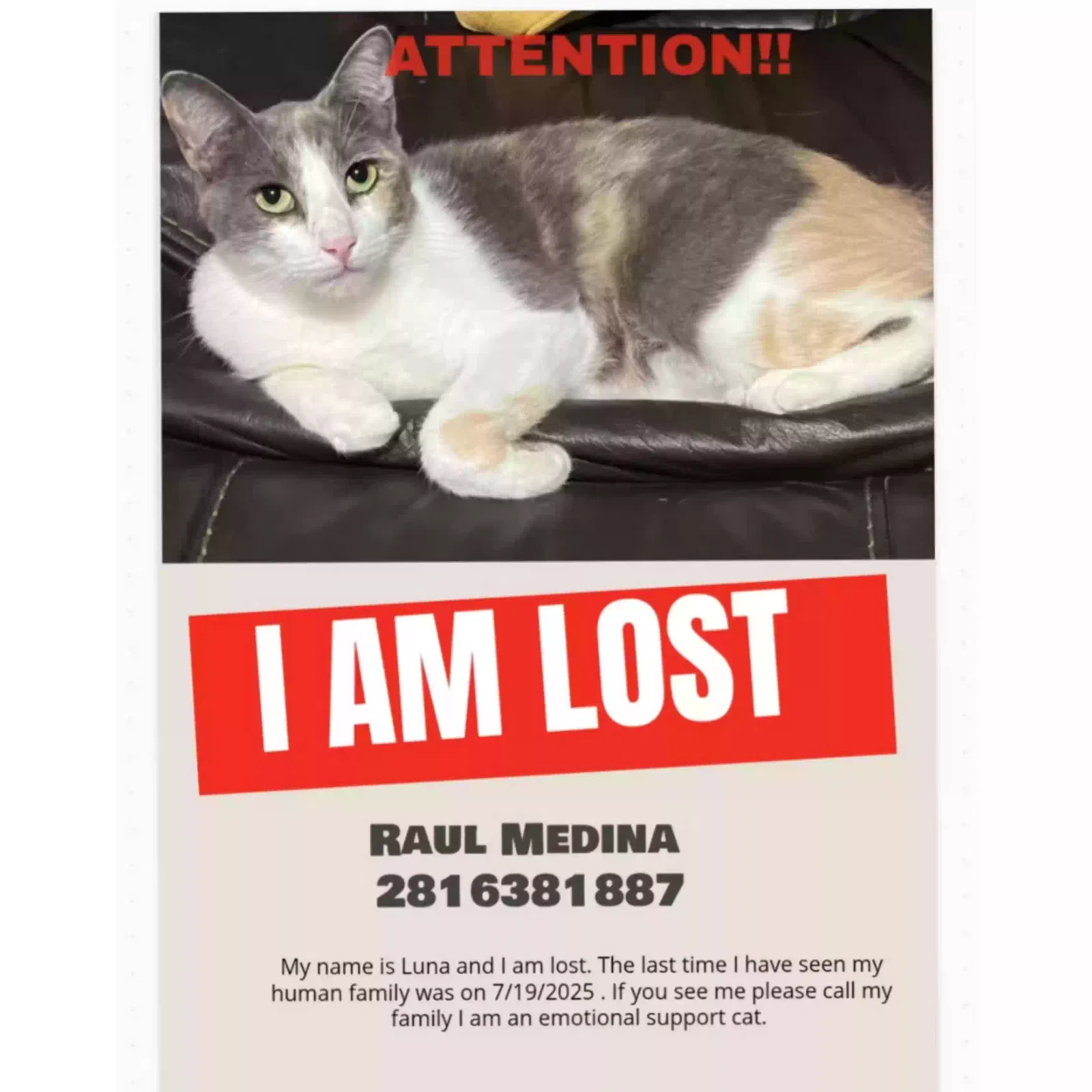 Lost cat in La Porte, TX, 77571