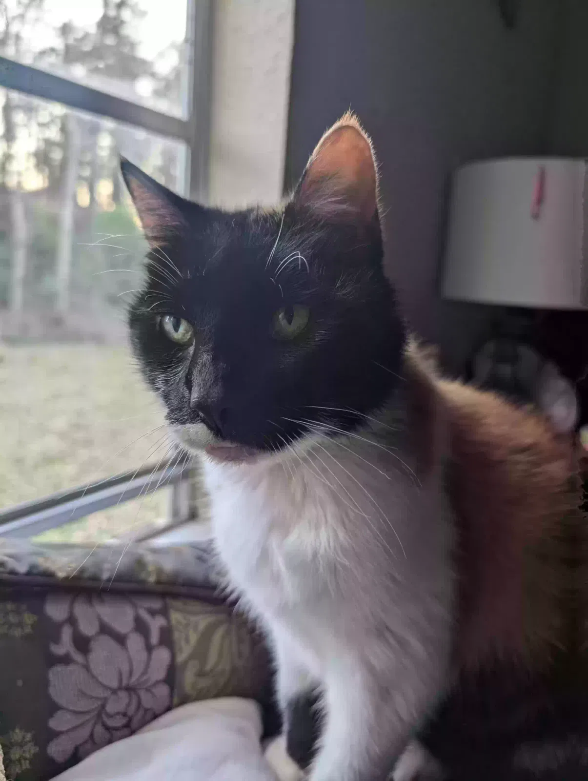 Lost cat in Slidell, LA, 70461