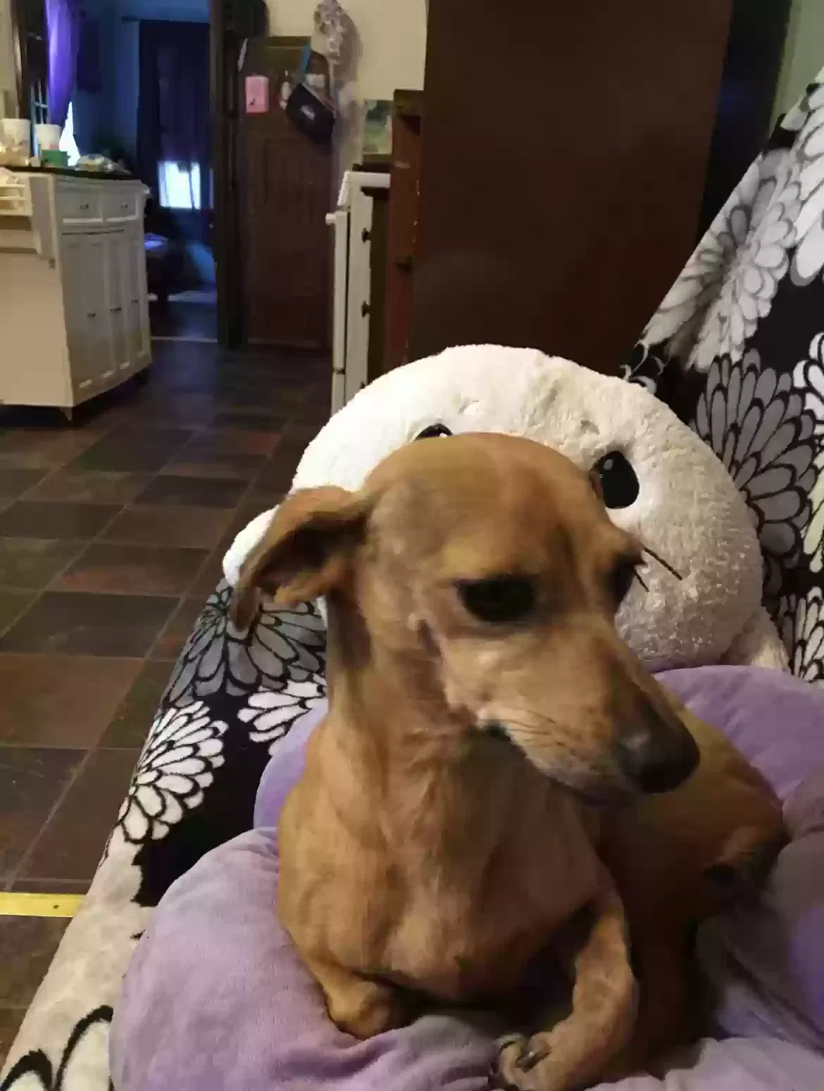 Lost dog in San Antonio, TX, 78210