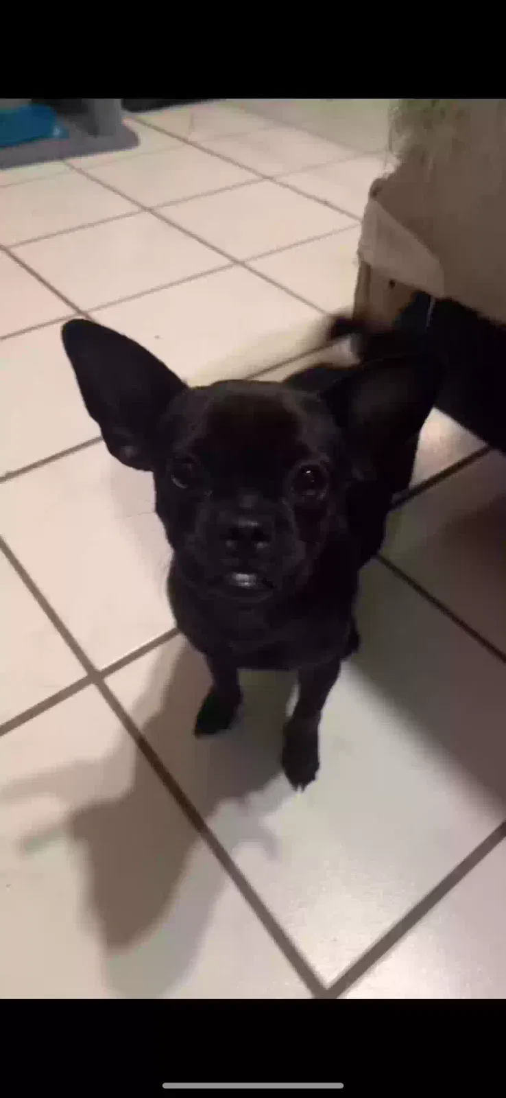 Lost dog in Peoria, AZ, 85345