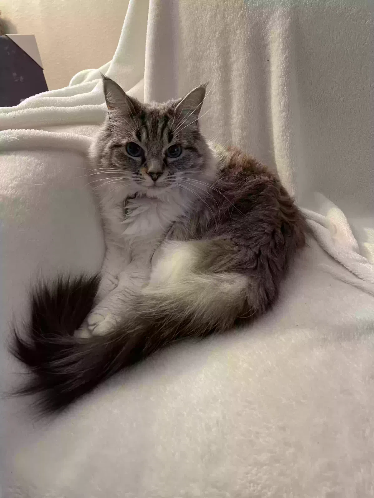Lost cat in Carmichael, CA, 95608