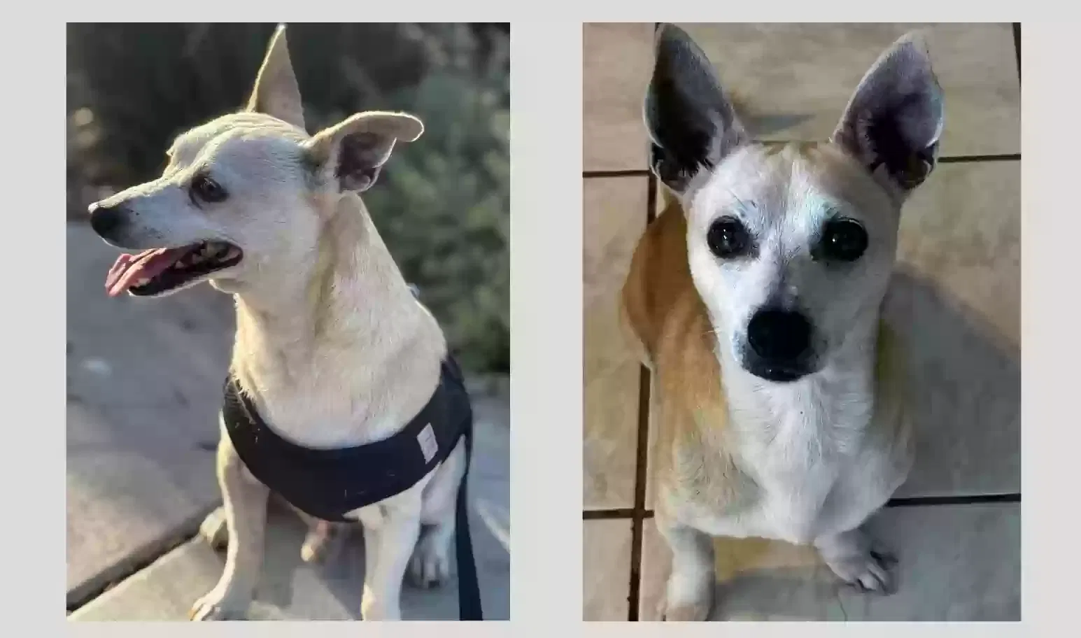 Lost dog in Santa Ana, CA, 92703