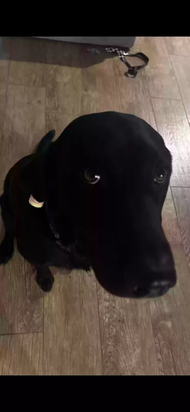 Lost dog in Escalon, CA, 95320