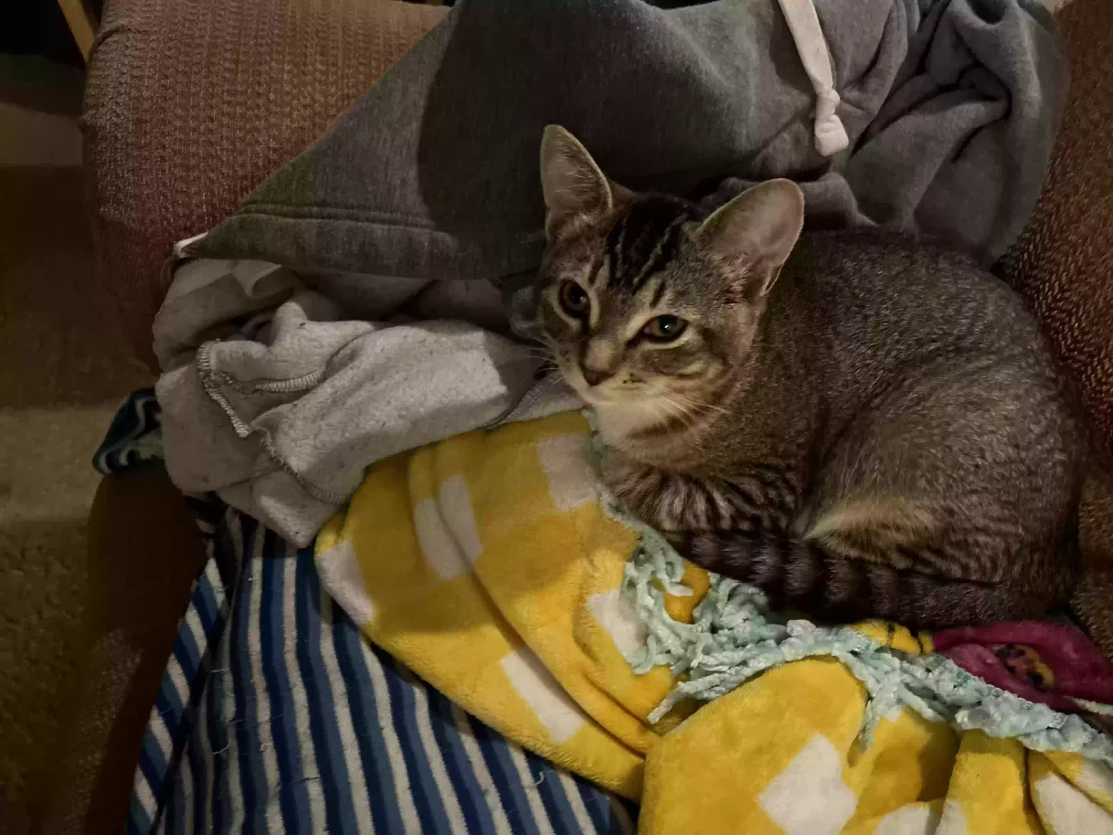 Lost cat in Tacoma, WA, 98406