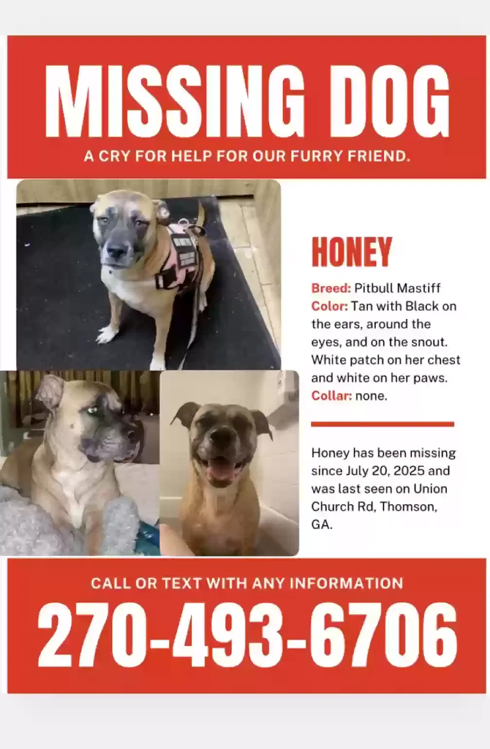 Lost dog in Thomson, GA, 30824