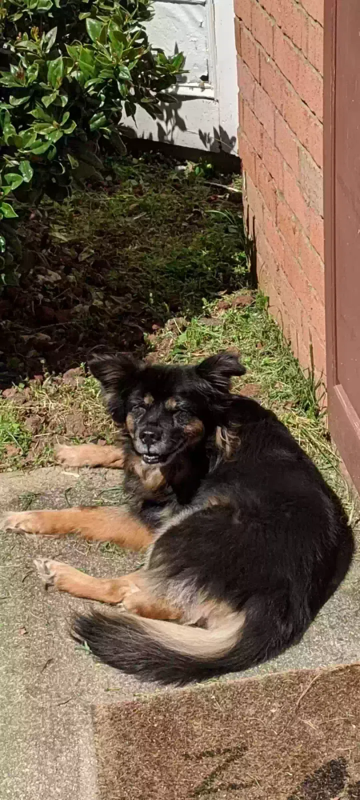 Lost dog in Austell, GA, 30168