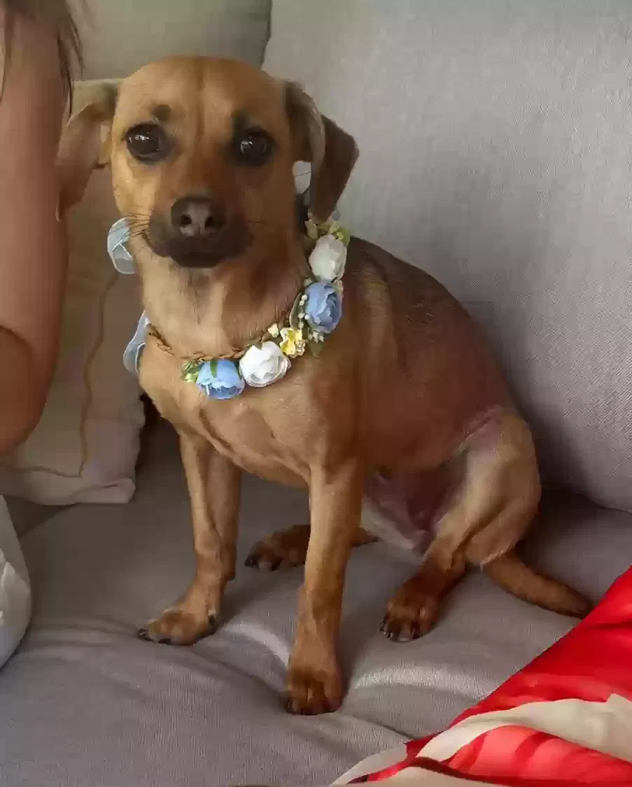 Lost dog in Sacramento, CA, 95864