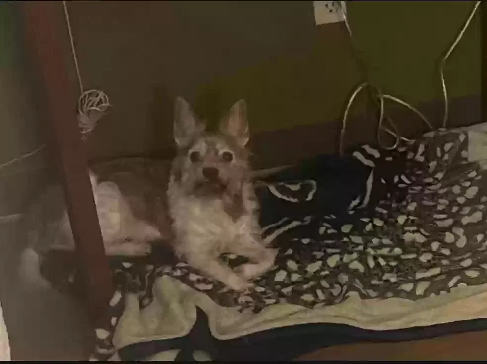 Lost dog in Stockton, CA, 95206