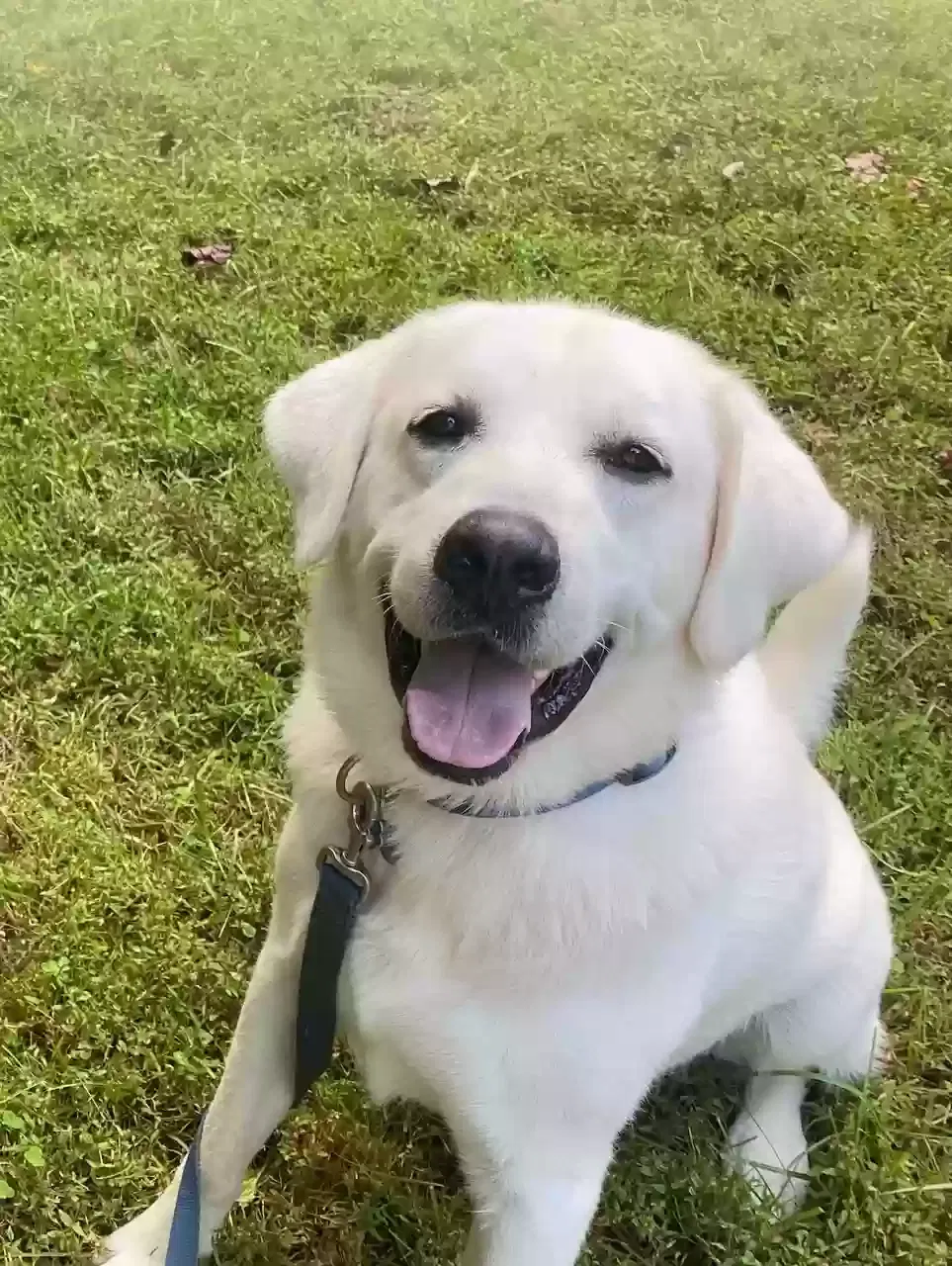 Lost dog in Fredericksburg, VA, 22406