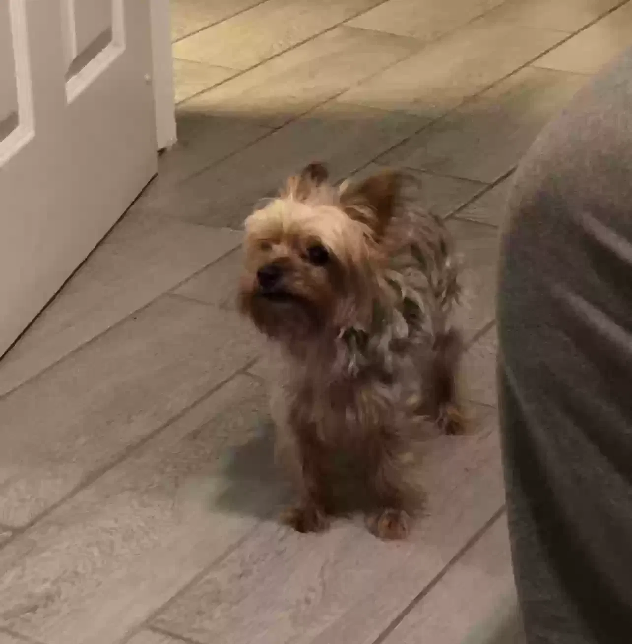 Lost dog in Bakersfield, CA, 93311