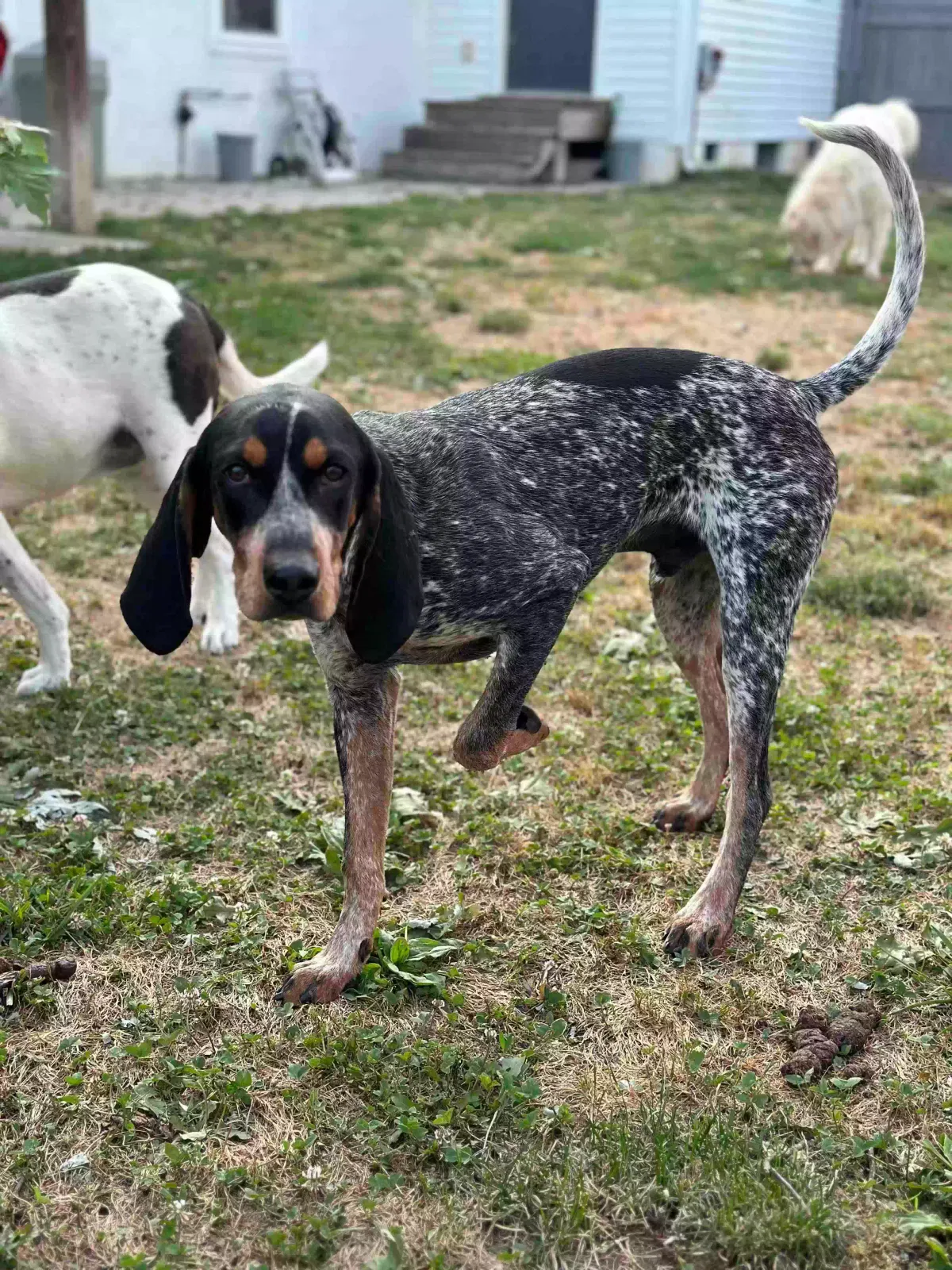 Lost dog in New Canton, VA, 23123