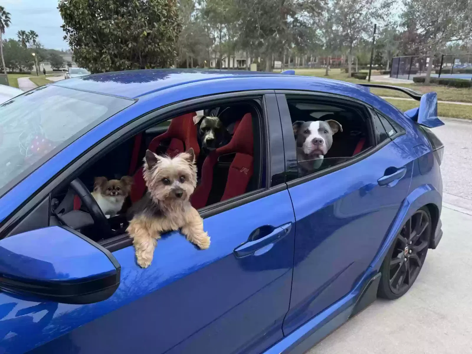 Lost dog in Sun City Center, FL, 33573