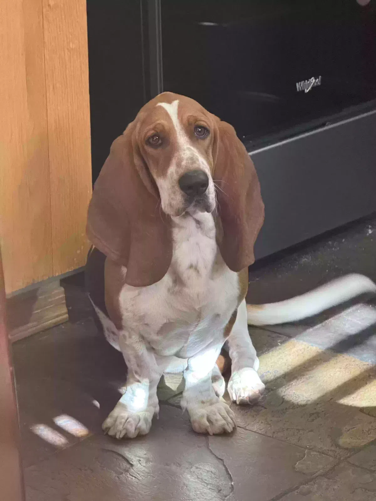 Lost dog in Glendale, AZ, 85301
