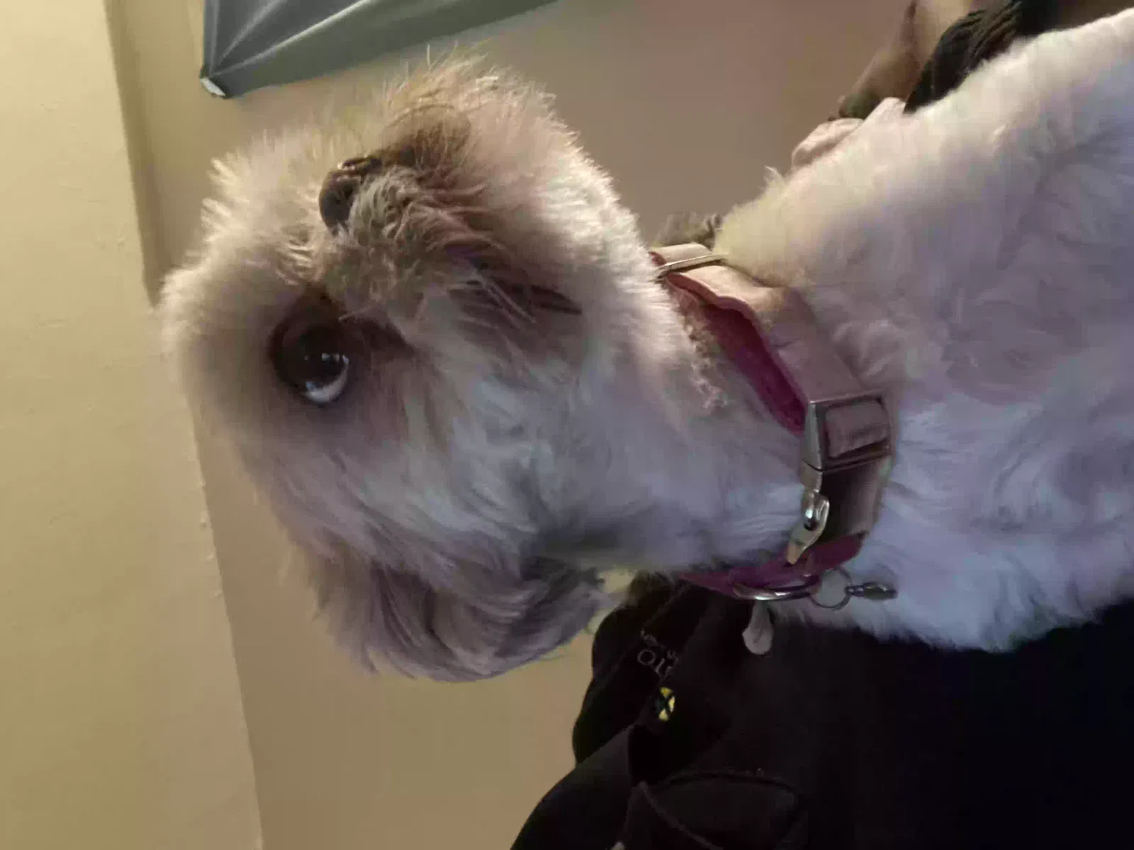 Lost dog in Richmond, VA, 23234