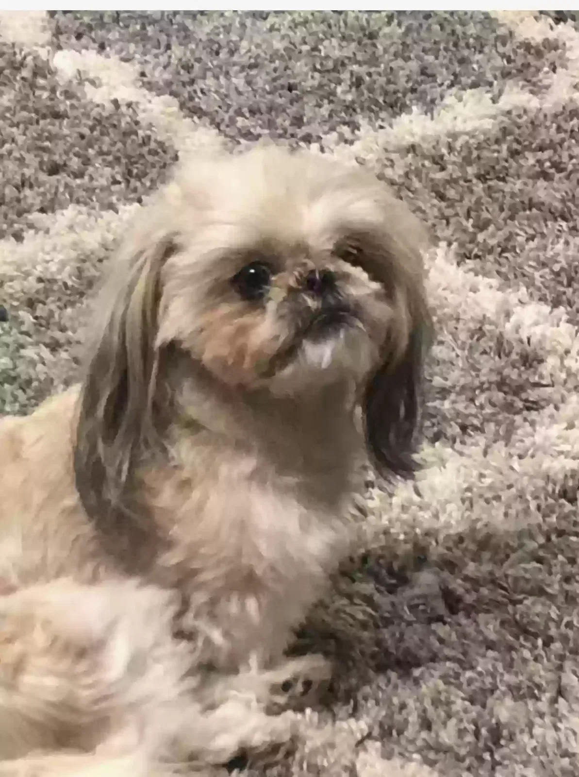 Lost dog in Connell, WA, 99326