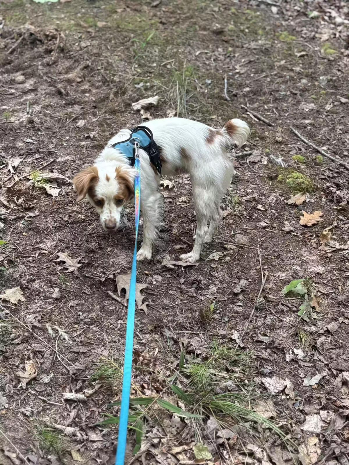 Lost dog in Greenville, SC, 29617