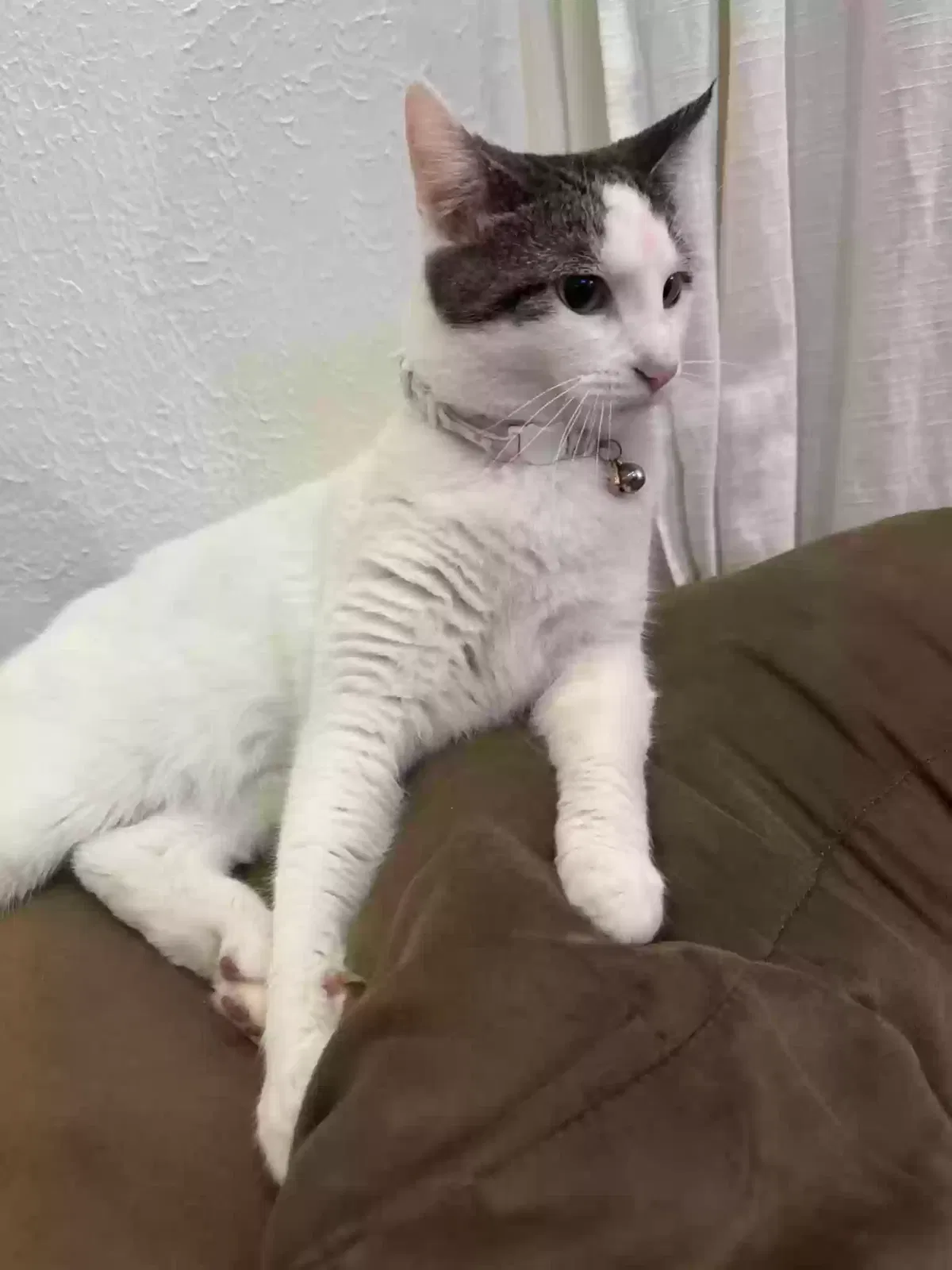 Lost cat in College Station, TX, 77845