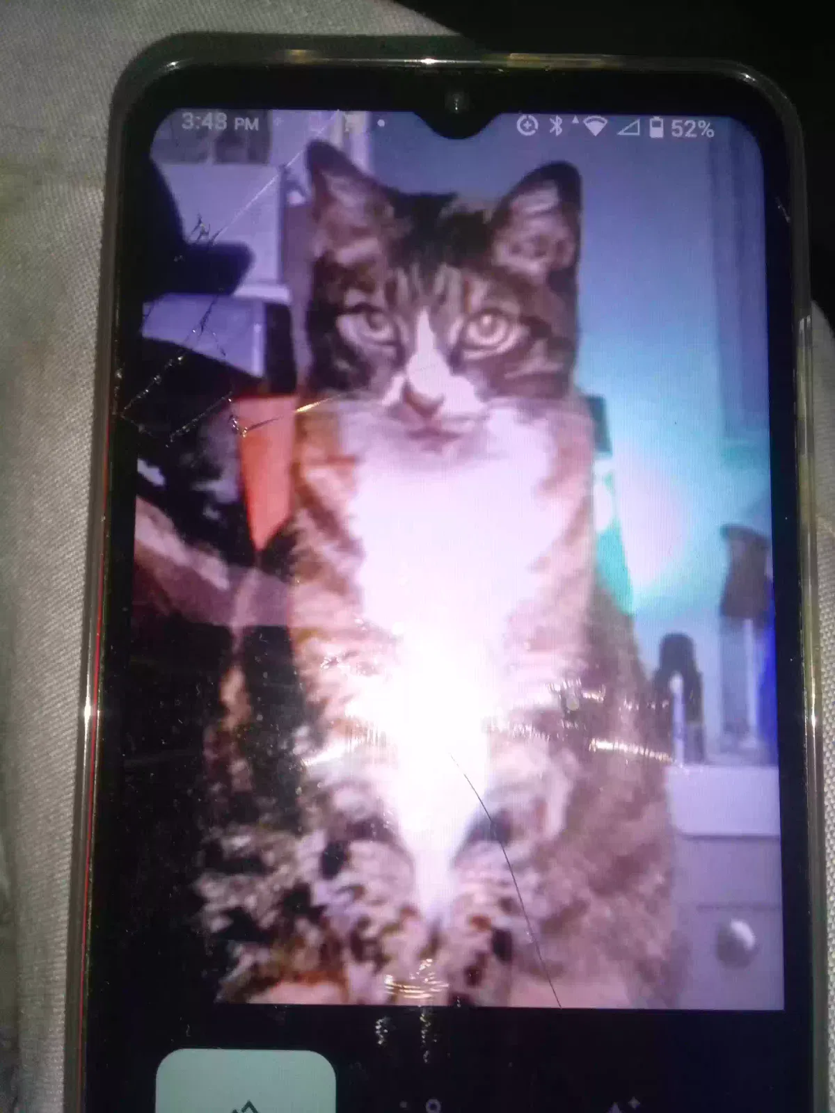Lost cat in Watsonville, CA, 95076