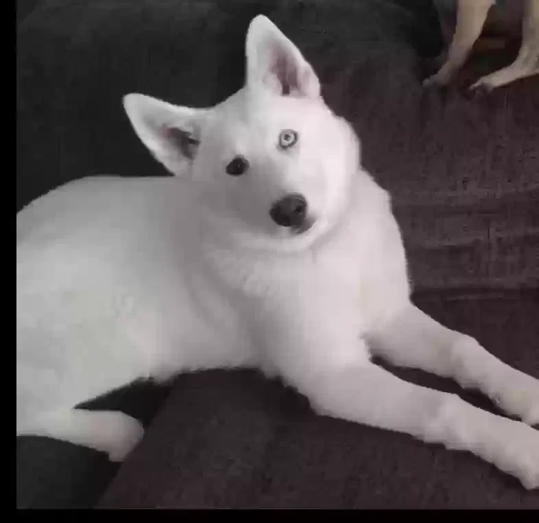 Lost dog in Buckeye, AZ, 85326