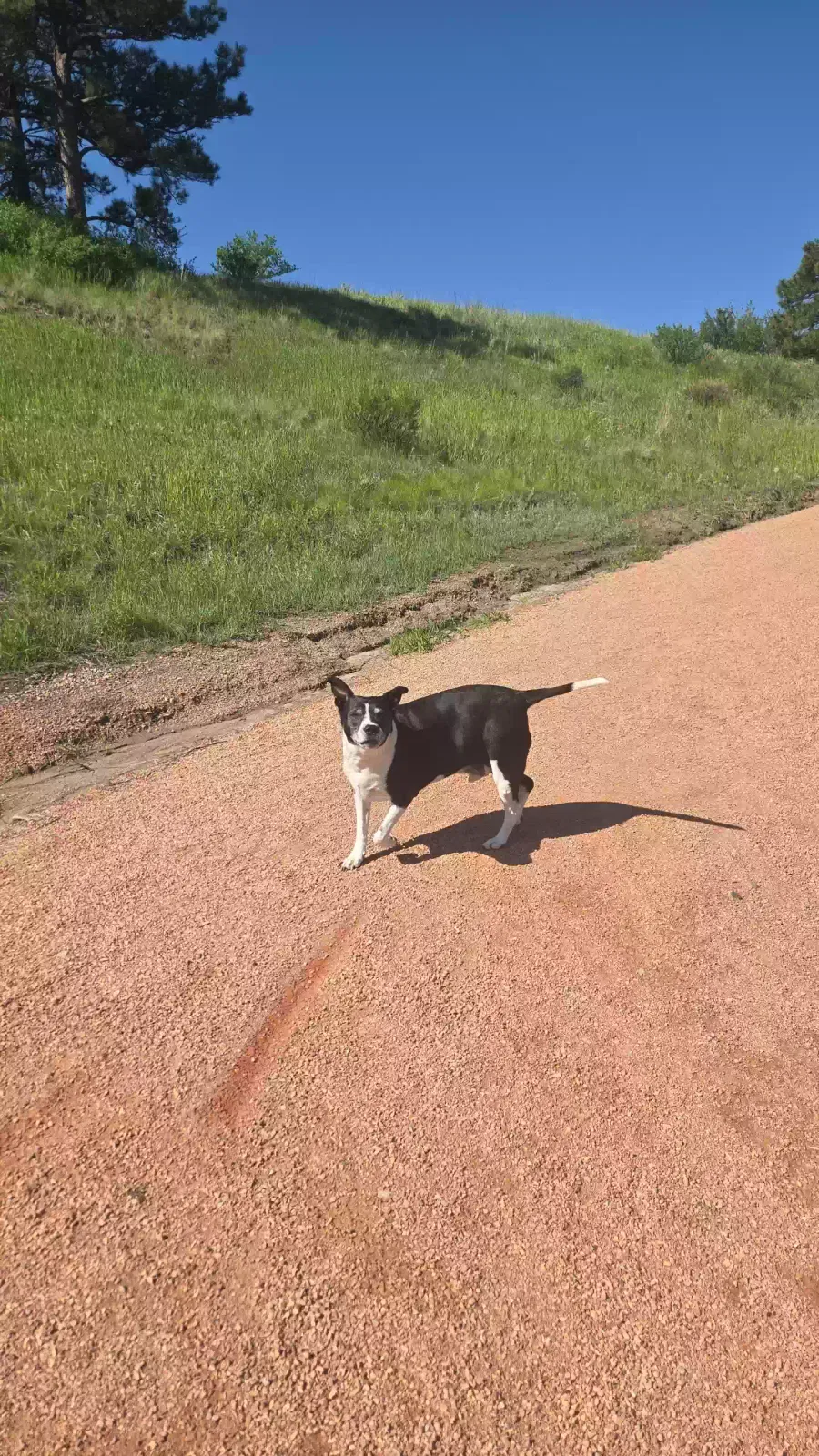 Lost dog in Colorado Springs, CO, 80916