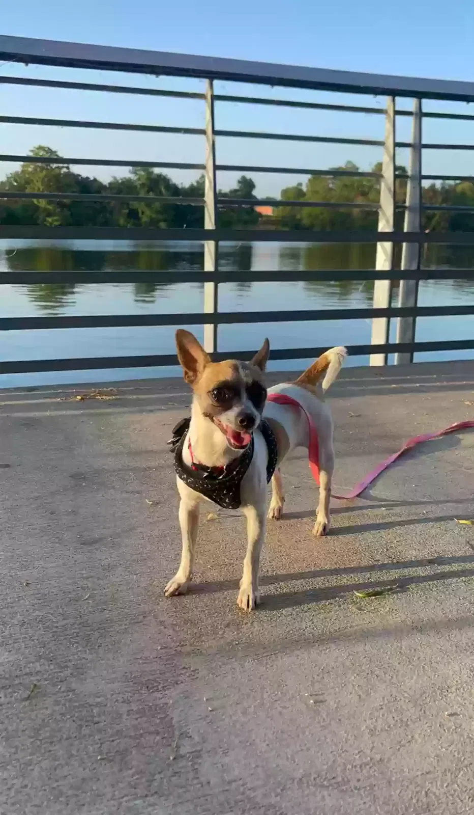 Lost dog in Lockhart, TX, 78644