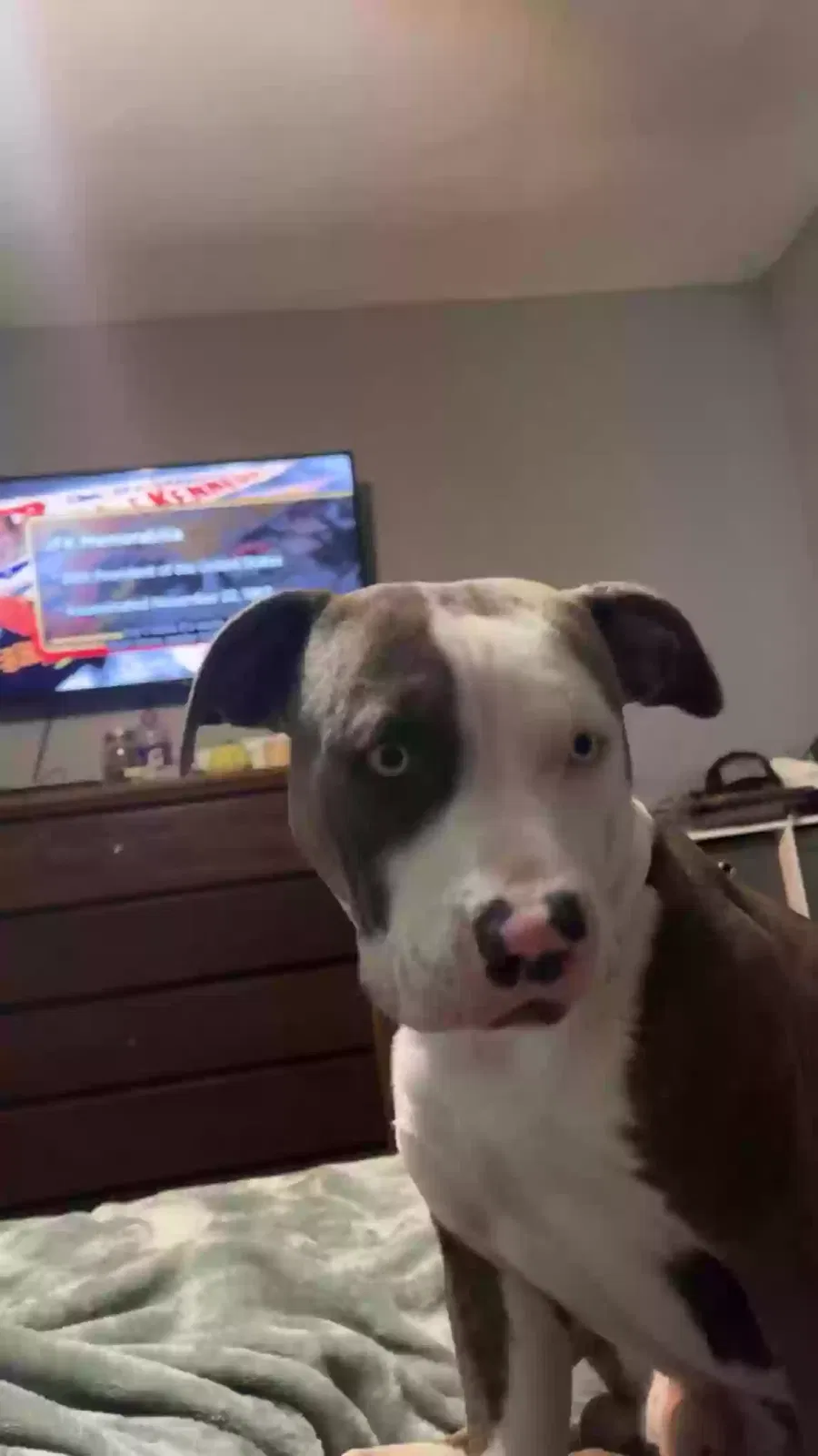 Lost dog in Urbana, OH, 43078