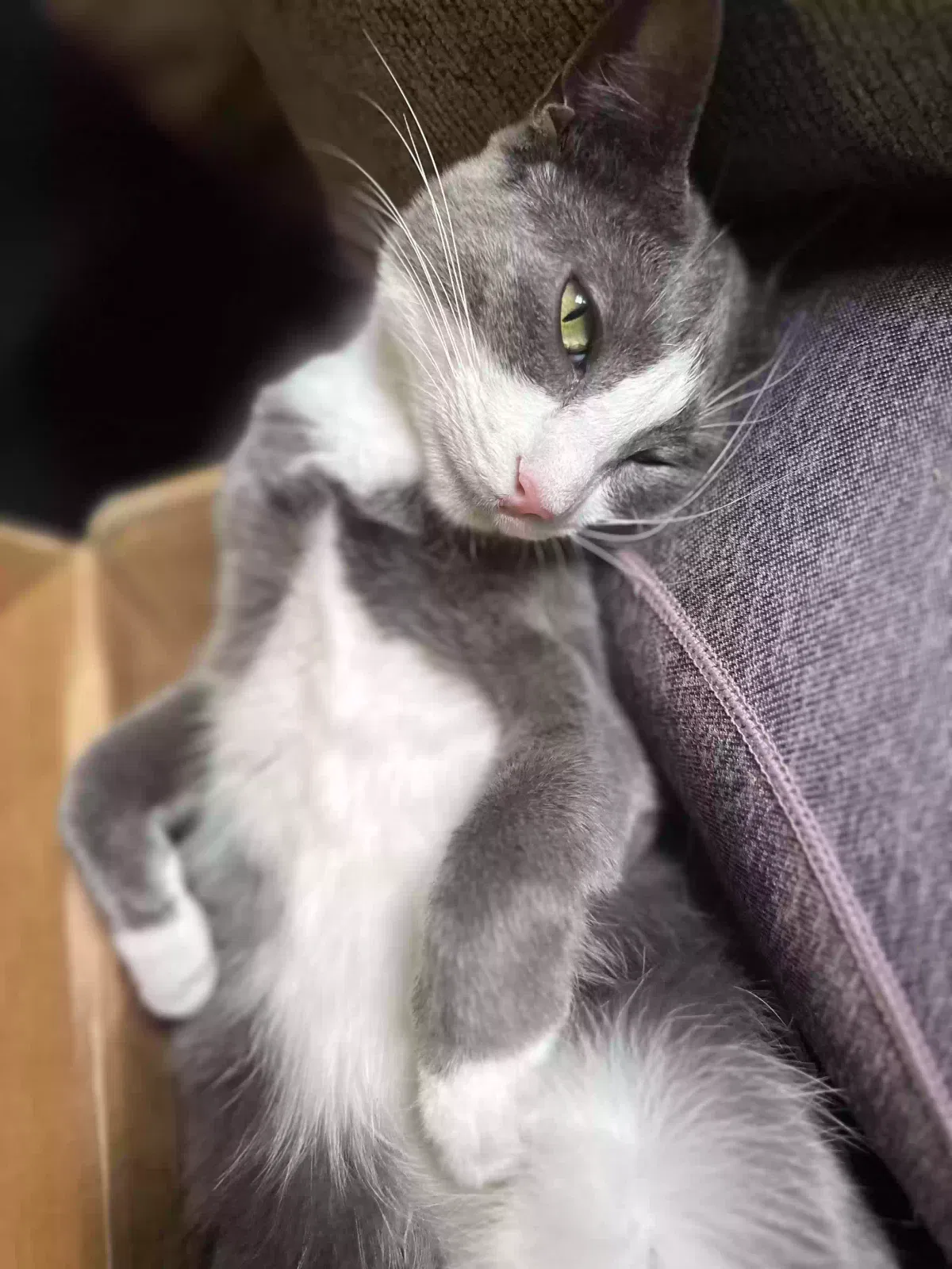 Lost cat in Eustis, FL, 32726