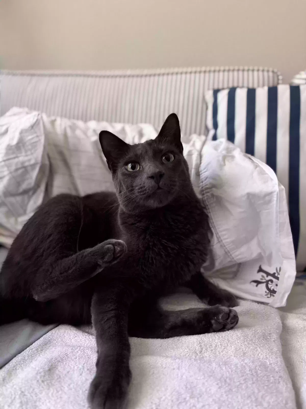 Lost cat in Richland, WA, 99354